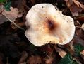 Hygrophorus arbustivus